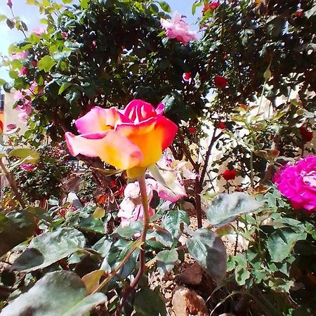 Las/Rosas Orgaz Extérieur photo
